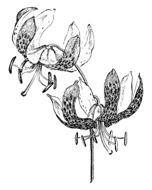 Lilium Humboldtii bitki çiçek dalıdır. Parlak turuncu-sarı, benekli derin mor browna, kahverengi stamens, vintage çizgi çizme veya oyma illüstrasyon turuncu çiçekler.