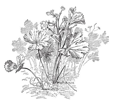 Bir resim çorak çilek bitki çiçek, tomurcukları, çok loblu yaprakları ile birlikte gösterir. Bu kurtpençesi cins ve rose ailesi, vintage çizgi çizme veya oyma illüstrasyon ait.