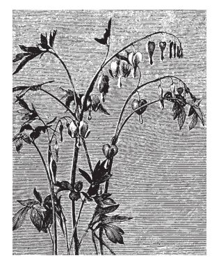 Free Free 279 Bleeding Heart Flower Svg SVG PNG EPS DXF File