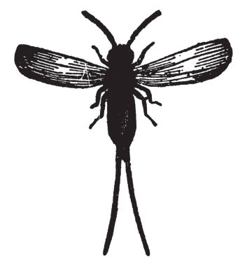 Erkek Cochineal böcek boyama kızıl ve koyu kırmızı boya malzeme, vintage satır çizim veya gravür illüstrasyon.