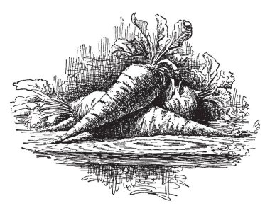 Bir yarım uzun kan pancar bu. Büyüklüğü koni gibi olmasıdır. Yaprakları, vintage çizgi çizme veya oyma illüstrasyon pancar üst bölümünde bulunan.