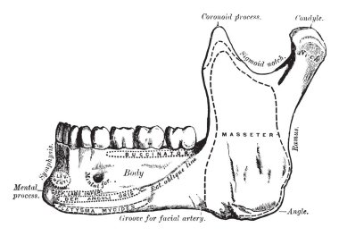 Bu resimde mandibula, vintage çizgi çizme veya oyma illüstrasyon temsil eder..