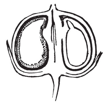 Keten pod yarısında, onlar embriyo ve diğer bazı parçalar, vintage çizgi çizme veya oyma illüstrasyon içinde gösterilen.