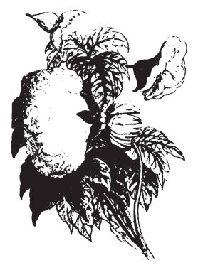 Pamuk bitki düzenli olarak Güney, vintage çizgi çizme veya oyma resimde küçük miktarlarda ihraç edildi.