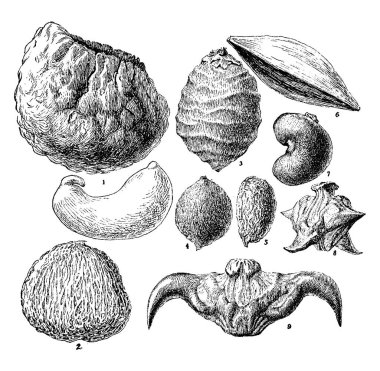 Somun ile sert, kabuk ve tohum, yenilebilir meyve tembul fındık, badem, Antep fıstığı, vintage çizgi çizme veya oyma illüstrasyon gibi çeşitli fındık gösterilmiştir olduğunu