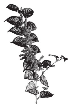 Japon Knotweed (Polygonum cuspidatum) rhizomatous çok yıllık bir bitkidir. Bu bitkinin anavatanı Çin, Japonya ve Kore. Onun kaynaklanıyor ilâ 10 feet tall ulaşmak ve bambu, vintage çizgi çizme veya oyma illüstrasyon benzerlik vermek.