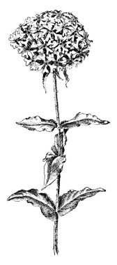 Çiçek Lichnice Chalcedonica, (Malta haçı, Kudüs çapraz, Silene Chalcedonica vb) gibi pek çok isim tarafından da bilinen bir çiçekli bitki Karanfilgiller, vintage çizgi çizme veya oyma illüstrasyon ailesindeki türüdür.