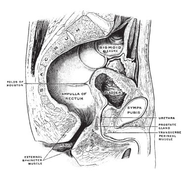 Bu resimde erkek Pelvis, vintage çizgi çizme veya oyma illüstrasyon temsil eder..