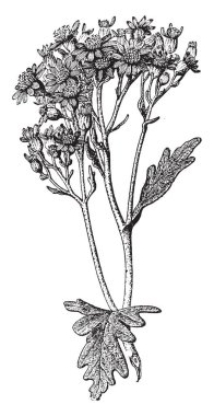 Çok güzel çiçekler, vintage çizgi çizme veya oyma illüstrasyon ile yeşillik bir kroki.