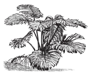 Monstera Deliciosa çiçek çiçeklenme yaz aylarında çoğunlukla Güney Meksika, Panama, vintage çizgi çizme veya oyma illüstrasyon Güney yetişen bir resmi vardır.