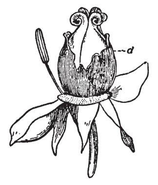 Şakayık tomurcukları çeşitli boyutlarda gelir. Büyük tomurcukları kaynaklanıyor aşağıdaki büyüme mevsimi büyüyecek, ancak daha küçük tomurcuklar Uyuyan, vintage çizgi çizme veya oyma illüstrasyon kalır.