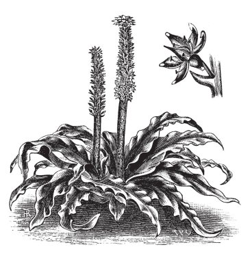 Bir resim Eucomis Punctata, olarak da bilinen ananas çiçek gösteriyor. Asparagaceae aile ve yerel Güney Afrika'ya ait. Yıldız şeklinde ve yeşil ve kahverengi renkli, vintage çizgi çizme veya oyma çizim çiçek.