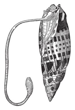 Bishop gönye kabuk çok uzun hortum, vintage çizgi çizme veya oyma illüstrasyon.