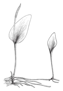 Ortak Adler'in dil ophioglossum vulgatum adıdır. Bir palmiye ve onlar leaflike parçası çizim veya illüstrasyon oyma uzun, vintage çizgi altı, dokuz inç vardır.