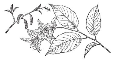 Bu görüntüde bir Amerikan Gürgen ağacı, vintage çizgi çizme veya oyma illüstrasyon dallar.