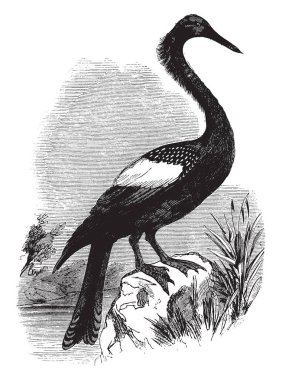 Yılanboyungiller parçalarında Americas, vintage çizgi çizme veya oyma resimde görülen snakebird, Pasifik'ten oğlan, Amerikan Pasifik'ten oğlan veya su Türkiye, su kuşu denilen.