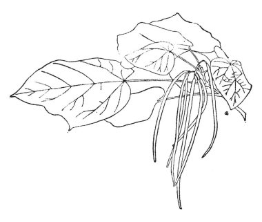 İçin belgili tanımlık keyif noktalarda aniden konik yaprakları ve bir ya da iki yaprak her başını sallamak, vintage çizgi çizme veya oyma illüstrasyon vardır.