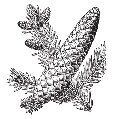 Koniler ve yaprakları balsam köknar ağacı, vintage çizgi çizme veya oyma illüstrasyon.