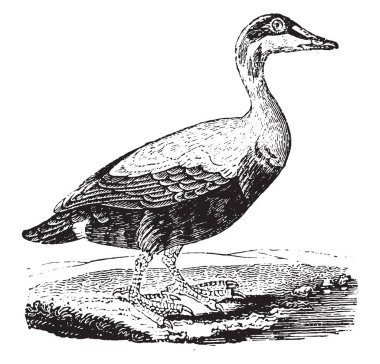 Eider, vintage illüstrasyon kazınmış. Doğal Tarih hayvanların, 1880