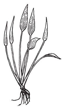 Resim Heteranthera fabrikasıdır. Bitki uzun sapları ve küçük yapraklar oluşur. Genellikle çamur, vintage çizgi çizme veya oyma illüstrasyon büyür.