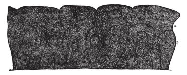 Astar mesane, vintage çizgi çizme veya illüstrasyon oyma geçiş epitel bölümünü.