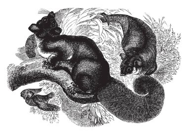 Şeker sincap bizim sincap vücut, vintage çizgi çizme veya oyma resimde daha çok daha uzun kuyruk kadar büyük.