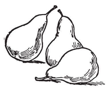 Armut olarak da bilinen pomaceous. Bu yenilebilir sulu meyve var. Bu kartı 3 armut, Vintage çizgi çizme veya oyma illüstrasyon gruplanmış gösterir.