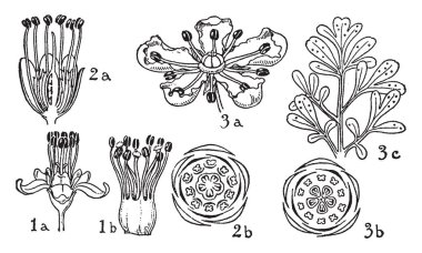 Resmi emir Erythroxylaceae, Zygophyllaceae ve Rutaceae gösteriyor. Bu sırada çiçek: 1. Erythroxylon, 2. zygophyllum ve 3. ruta, çizim veya şekil oyma vintage çizgi.