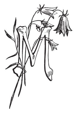 Ağaç, vintage çizgi çizme veya oyma illüstrasyon Şubesi ile harf M