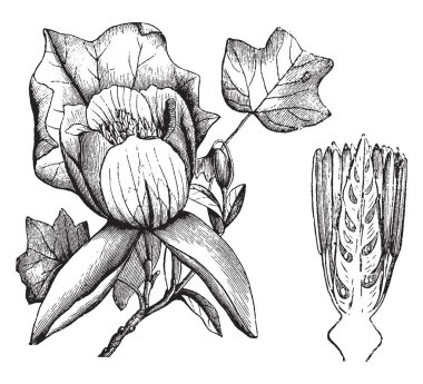 Liriodendron tulipifera lale ağacı da denir. Yaprakları basit ve kalp şeklinde, vintage çizgi çizme veya oyma illüstrasyon.