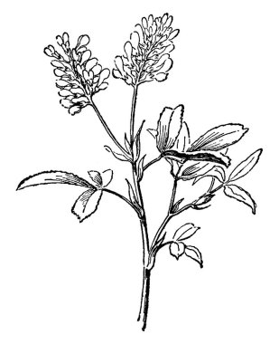 Bitki tarayıcı görüntü. Vektör illustratuion