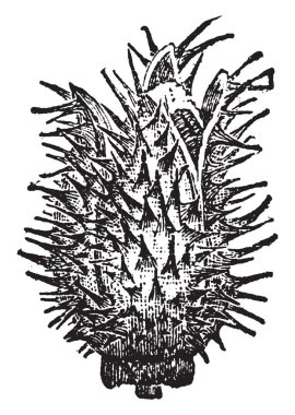 Thorn Apple Bud dikenli bir kapsül uzun ve geniş oldu. Tohum kaplama, vintage çizgi çizme veya oyma illüstrasyon içinde 3 bölmeleri çoktur.