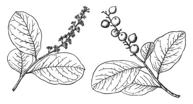 Nerede bir şube küçük çiçekler ve başka bir küçük meyve, vintage çizgi çizme veya oyma illüstrasyon Coccoloba Laurifolia ağacının iki küçük dalı vardır.
