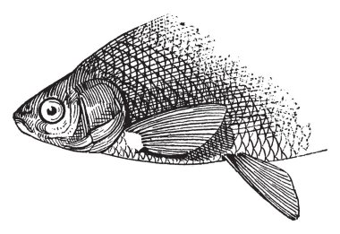 Abdominal veya karın, vintage çizgi çizme ya da oyma resimde yer alan.