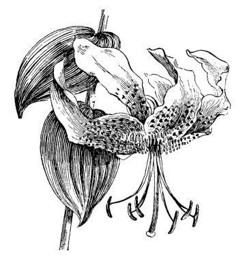 bitki görüntü. Vektör çizim