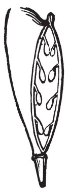 Bir resim Shepherd's çanta bölümünde gösterilir. Yarısı kesilmiş bölümünü pollain-tahıl adlandırılan tohum gibi yapıyı içerir. Kanat kes, vintage çizgi çizme veya oyma illüstrasyon biridir.