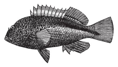 Ciritatriler acanthopterygian balık, vintage çizgi çizim veya gravür illüstrasyon türüdür.