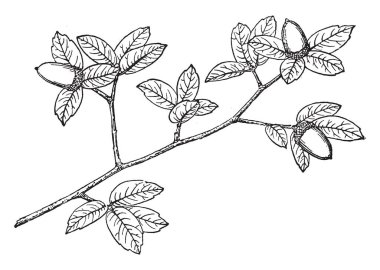 Bu resimde Toumey meşe dalı olarak da bilinen Quercus Toumey ağaç ağaç. Şube yaprakları ve meyve, meyve, vintage çizgi çizme veya oyma illüstrasyon.