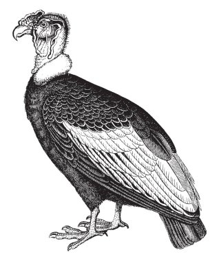 Condor son derece nadir, vintage çizgi çizme veya oyma illüstrasyon oldu.
