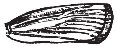 Crambus bir vulvivagellus tür, vintage çizgi çizme veya oyma illüstrasyon olduğunu.