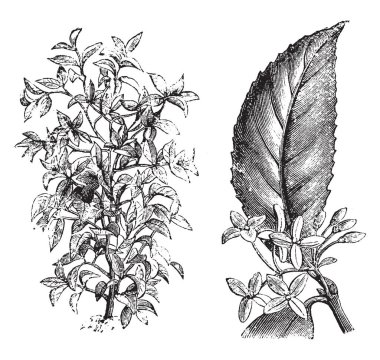 Osmanthus Fragrans çiçekler sarı ya da neredeyse beyaz çiçekler Haziran ile Ağustos için gelir. Resim ve çiçek alışkanlığı şube, vintage çizgi çizme veya oyma illüstrasyon farklı bir yolgösterendir.
