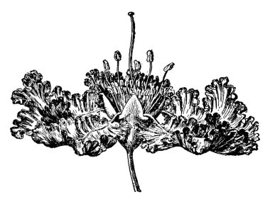 Krep Myrtle Lagerstroemia bilinir. Bir yaprak dökmeyen ağaç Lythraceae Aile, vintage çizgi çizme veya oyma illüstrasyon ait olduğunu.