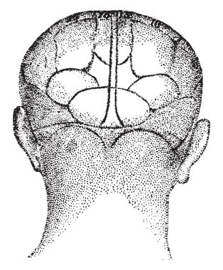 Bu illüstrasyon insan kafası, vintage çizgi çizme veya oyma illüstrasyon temsil eder..