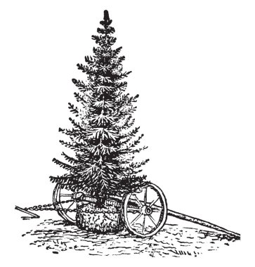 Bu ağaç tehcir için Sanayi önde gelen teknikleri var. Bu varolan bir ağaç bir yerden diğerine kaldırma ve diğerine başarıyla süreçte, vintage çizgi çizme veya oyma illüstrasyon önce taşıma içerir.