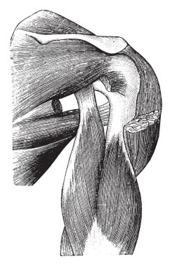 Bu resimde sırt ve omuz, vintage çizgi çizme veya oyma illüstrasyon kasları temsil eder..