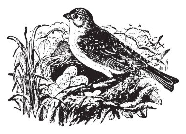 Yellowhammer yaygın Avrupa ve Kuzey Amerika, vintage çizgi çizme ve gravür illüstrasyon dağıtılan bir kuştur.