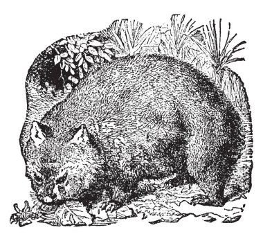 Avustralya, vintage çizgi çizme veya oyma illüstrasyon için yerel olan kısa bacaklı kas dört ayaklı keseli Wombatlar vardır.