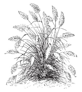 Bu çerçevede pennisetum longistylum çim gösterilir. Bu otlar dardır ve çekici bir şekilde bak, vintage çizgi çizme veya oyma illüstrasyon.
