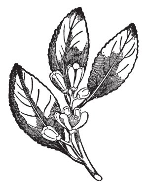 Bir limon ağacı dalı ile dolu çiçekler, vintage çizgi çizme veya oyma illüstrasyon.