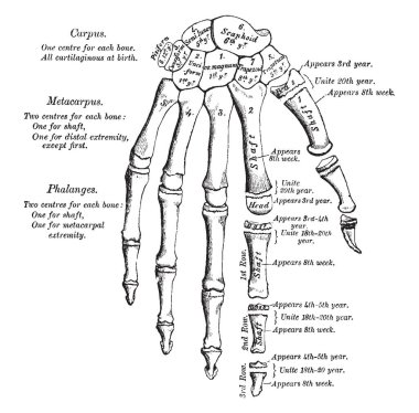Bu örnekte el geliştirme, vintage çizgi çizme veya oyma illüstrasyon temsil eder..